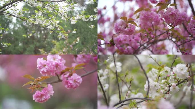 青龙寺环境樱花2