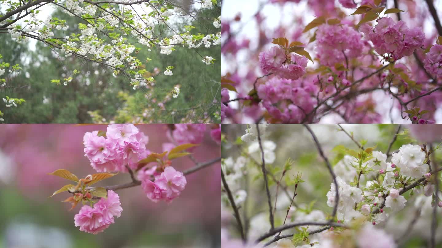 青龙寺环境樱花2