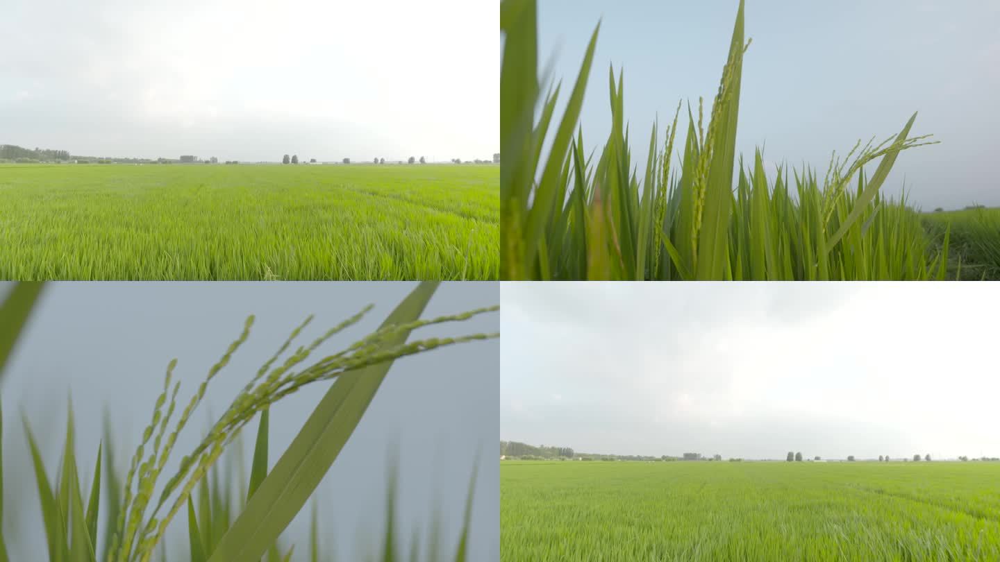水稻实拍稻田航拍东北大米五常大米东北稻田