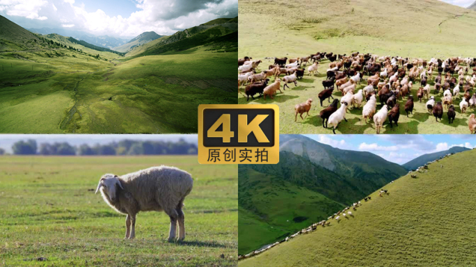 4K_高原牧场羊群【原创】