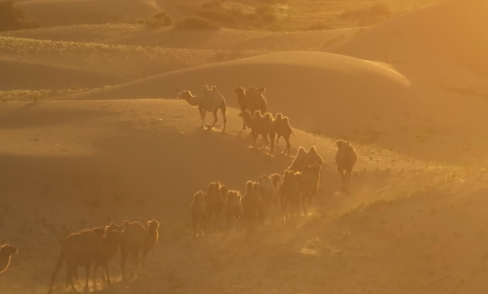 夕阳下沙漠中的骆驼4K航拍