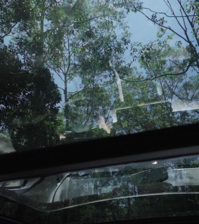 竖屏车窗天窗树叶三亚森林热带雨林海南植物