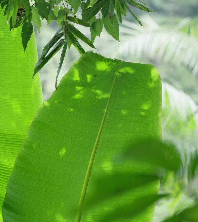 竖屏芭蕉树叶三亚森林热带雨林海南植物