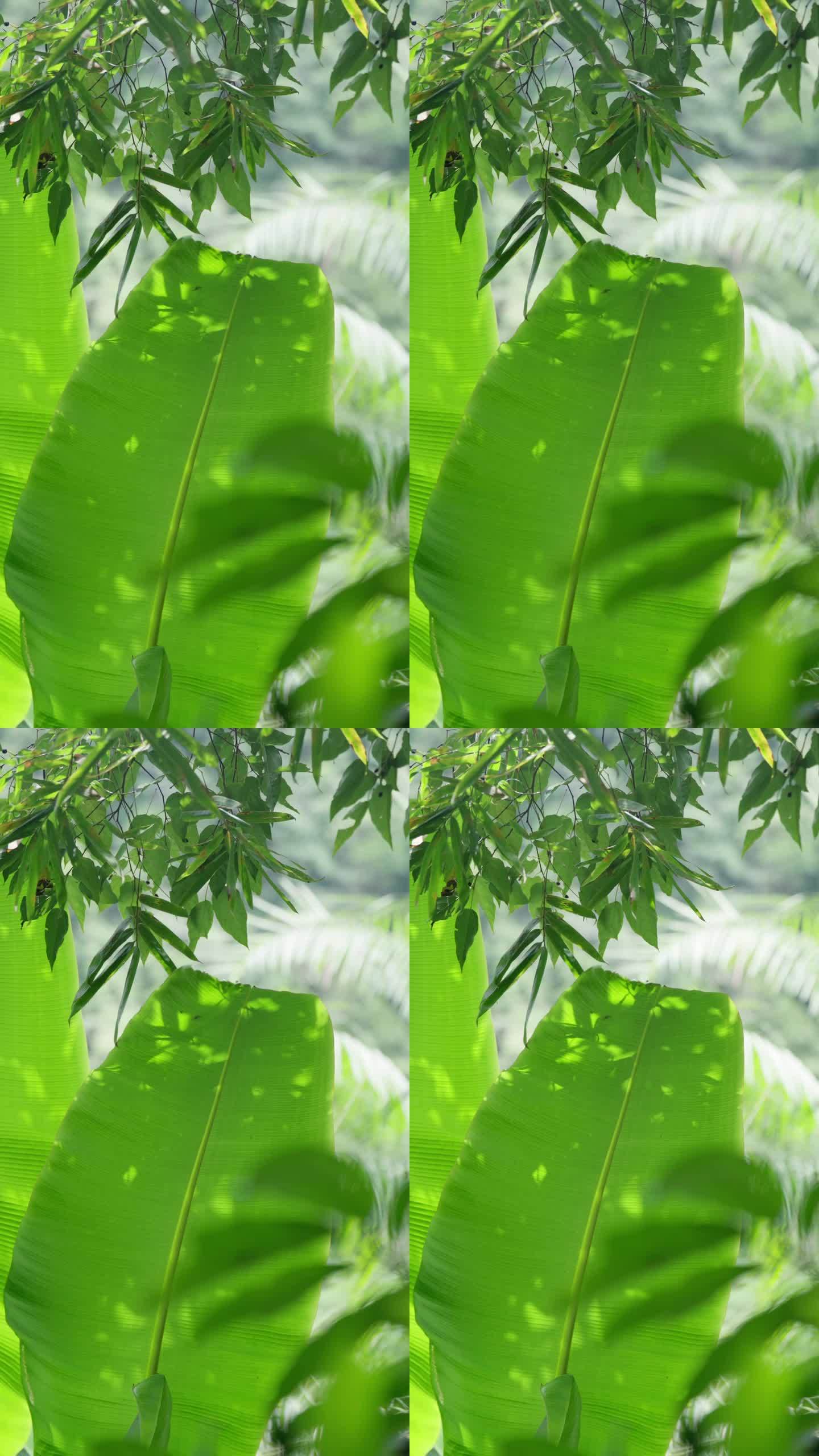 竖屏芭蕉树叶三亚森林热带雨林海南植物