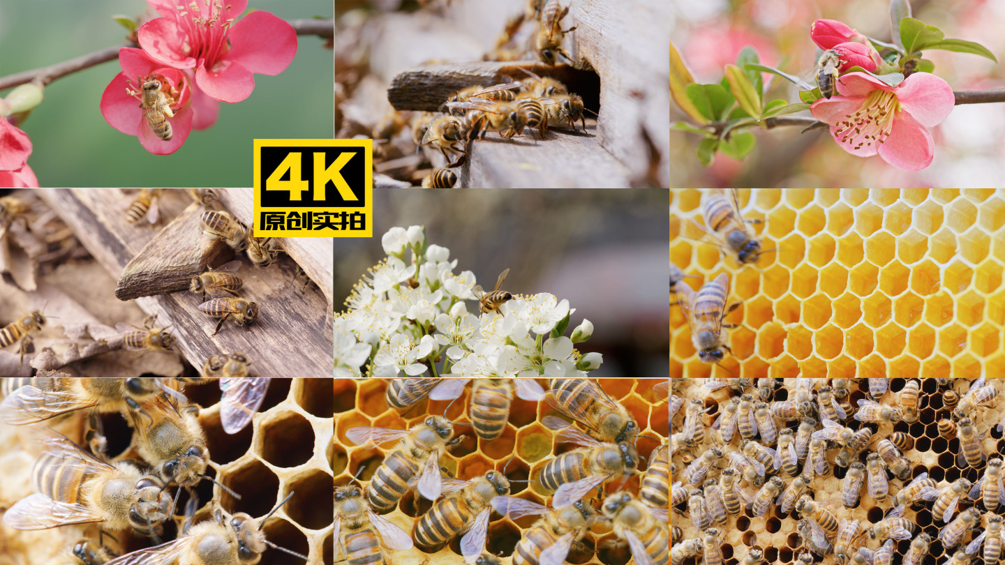 蜜蜂采蜜 蜂巢 蜂蜜 蜂王  生态养殖