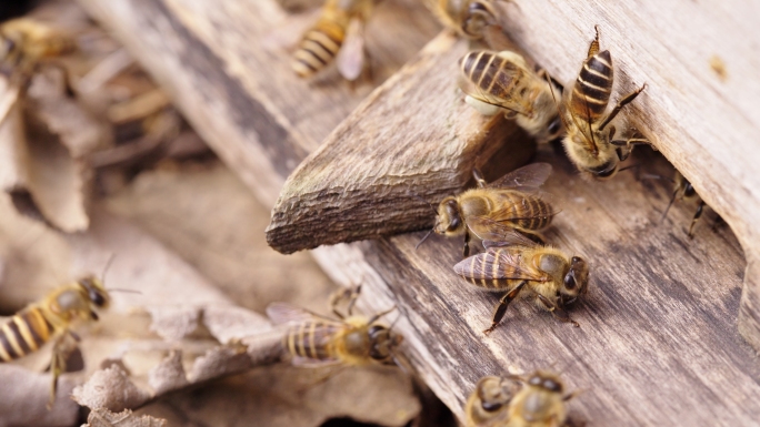 蜜蜂采蜜 蜂巢 蜂蜜 蜂王  生态养殖