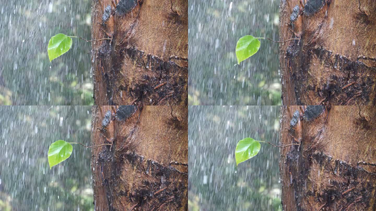 雨中树叶