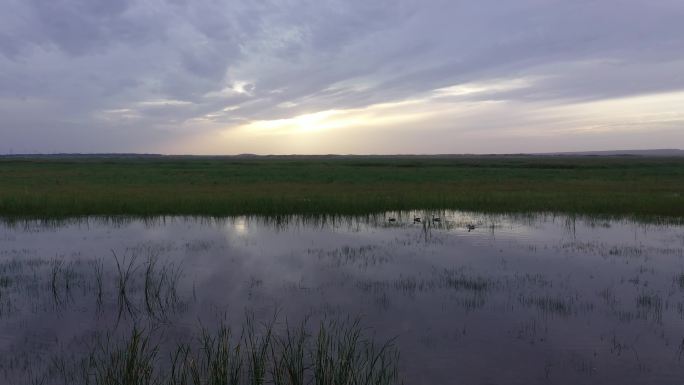 宽河水洼野鸭