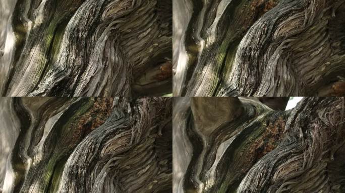 四百年古树树木纹理从下到上摇镜头