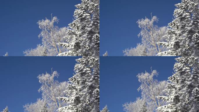 雪松、雾凇、树挂、蓝天2