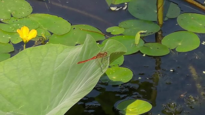 户外蜻蜓池塘荷塘荷叶绿色生态昆虫生活日常
