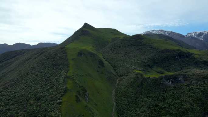 九顶山高山草甸杜鹃林 航拍