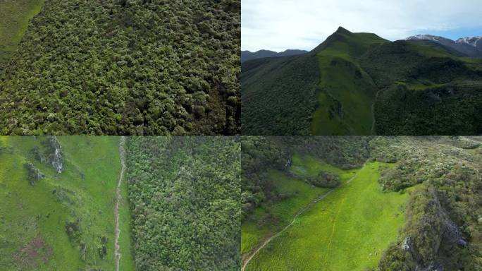 九顶山高山草甸杜鹃林 航拍