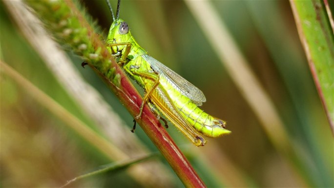 生物多样性昆虫