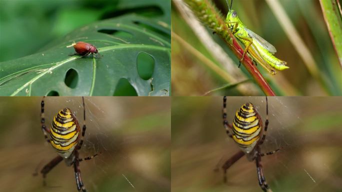 生物多样性昆虫