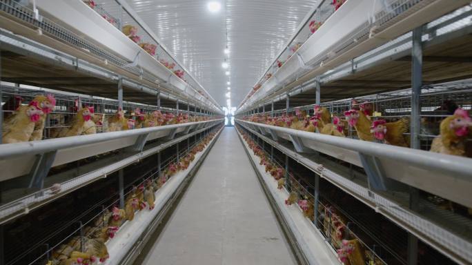 现代化养鸡厂