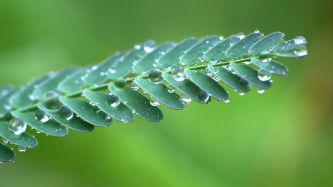 下雨、水珠、露珠、大自然