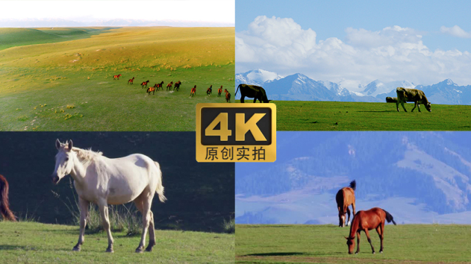 4K_高原牧场 马 牛 羊【原创】