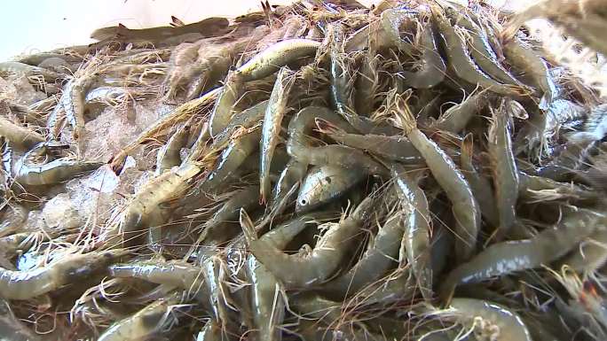 中国对虾捕捞
