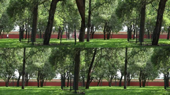 松树林间一堵红色宫墙横在远处摇镜头