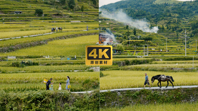 田野 梯田 乡间小路