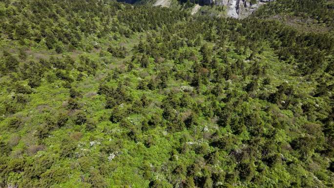 九顶山高山针叶林航拍 川西高原针叶林