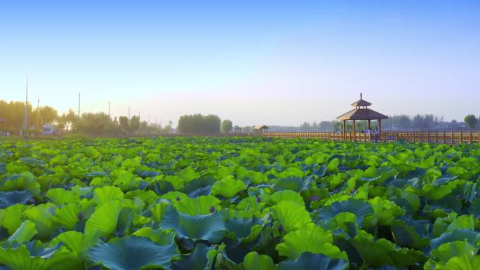 菏泽曹县黄河故道湿地航拍