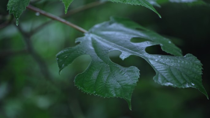 雨中景致