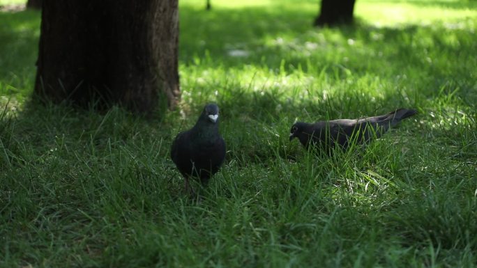 两只鸽子在绿草地上来回走动觅食