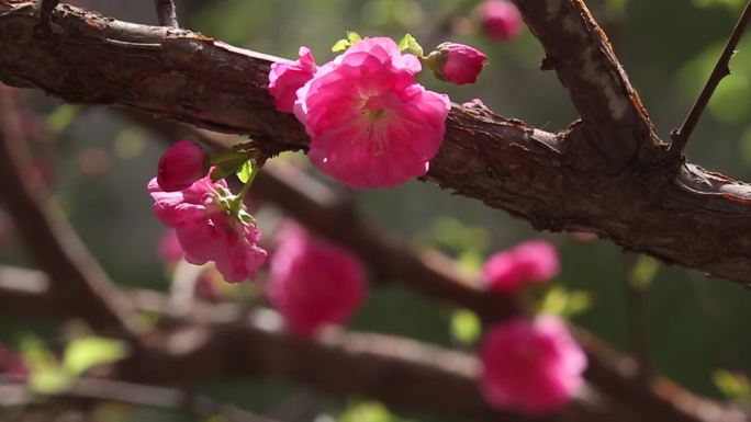 桃花  重瓣榆叶梅花