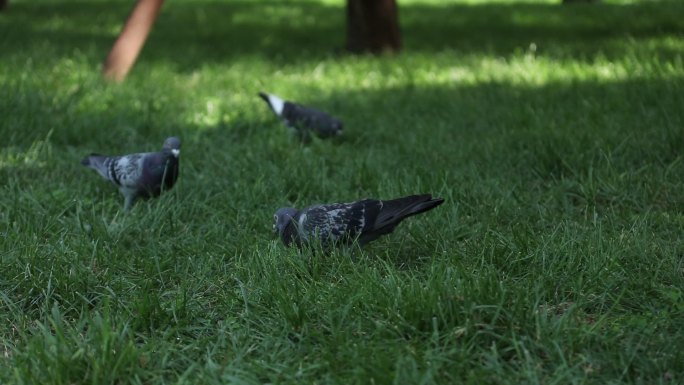 公园里几只鸽子在草地上觅食有几只走下台阶