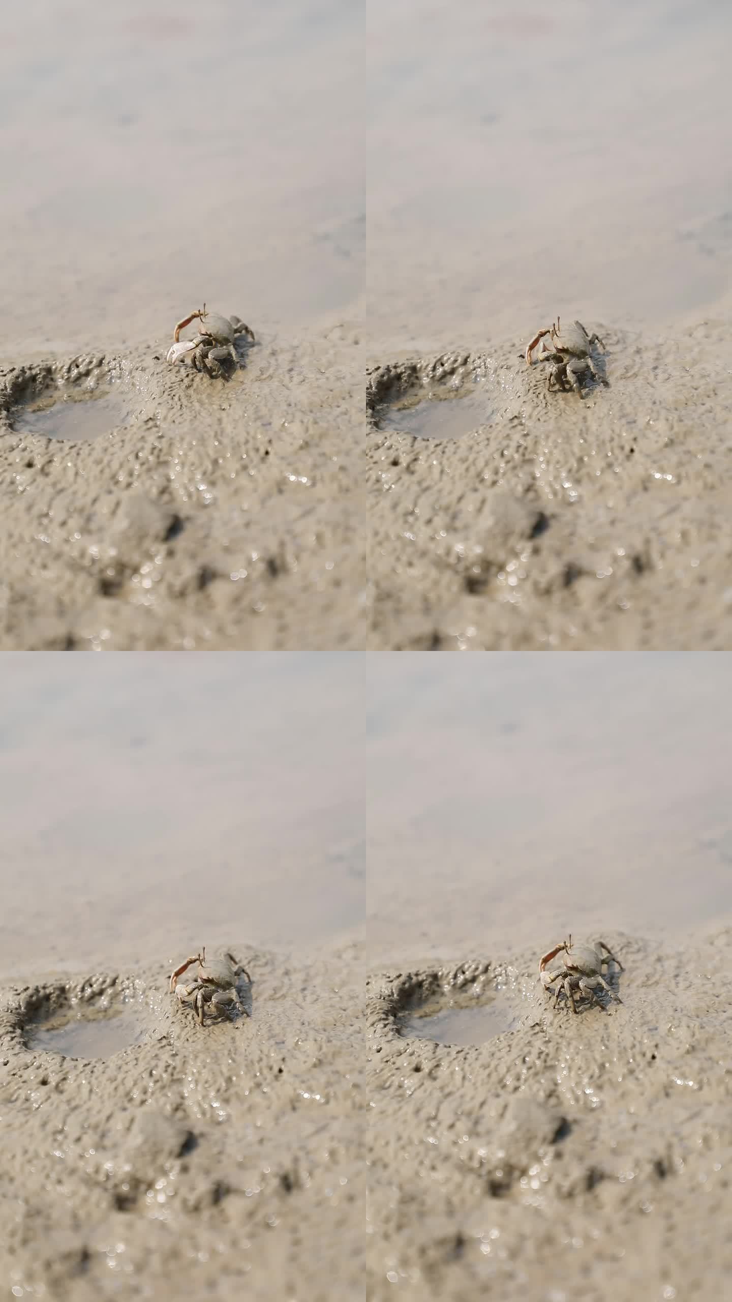 永定州公园外海河边小螃蟹竖版拍摄