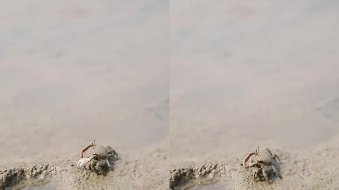 永定州公园外海河边小螃蟹竖版拍摄