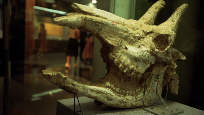 11条古生物恐龙化石展览馆