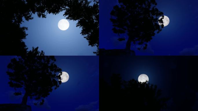 月亮夜景月光月色夜黑风高圆月微风树影树叶