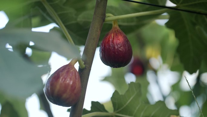 采摘成熟的紫色无花果