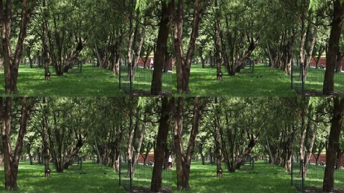 公园里树木林立绿树成荫