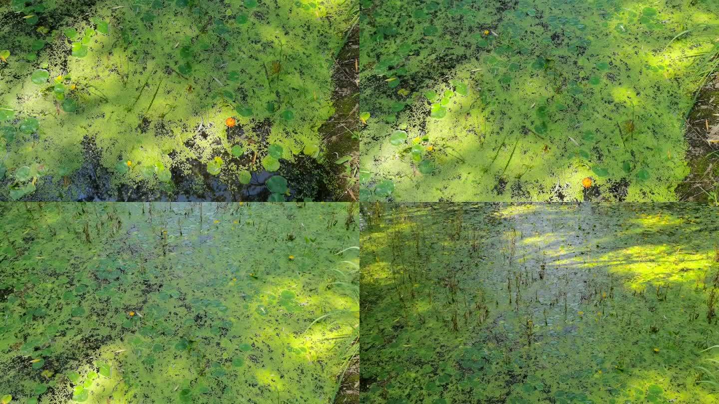户外树林池塘荷塘荷叶绿色生态水中浮萍