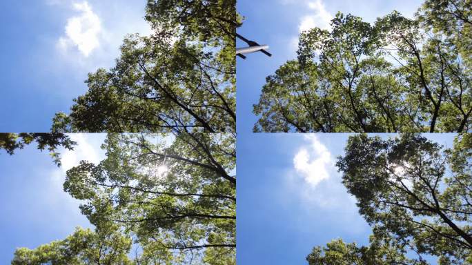 夏天阳光穿过树林树叶子自然风景视频素材