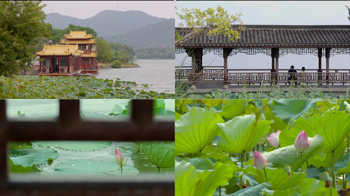 夏天杭州湘湖景点休息赏荷花