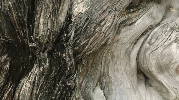 四百年古树树木纹理像航拍的枯竭的山川河流