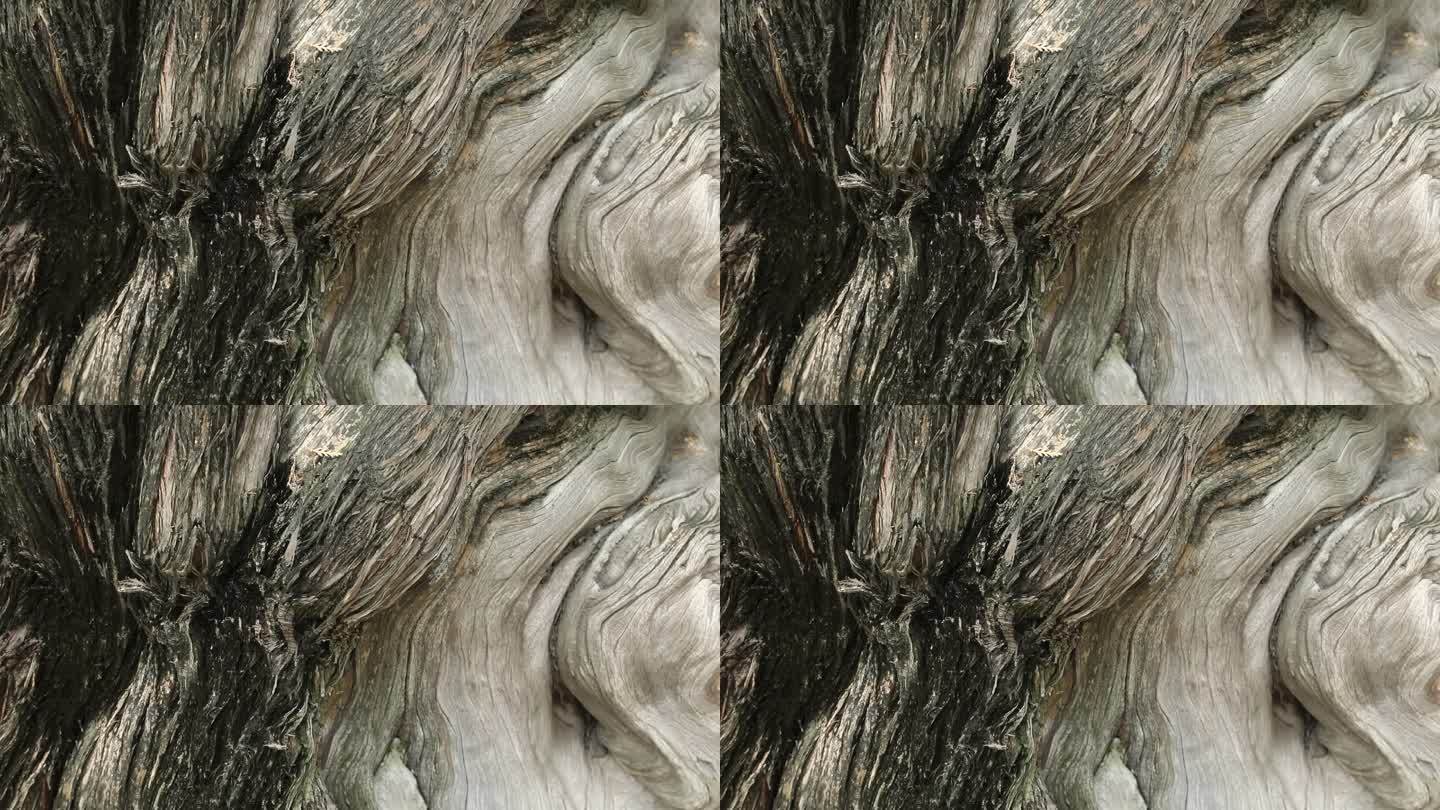 四百年古树树木纹理像航拍的枯竭的山川河流