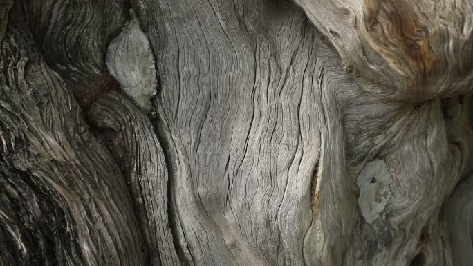 四百年古树树木纹理褶皱从下到上摇镜头