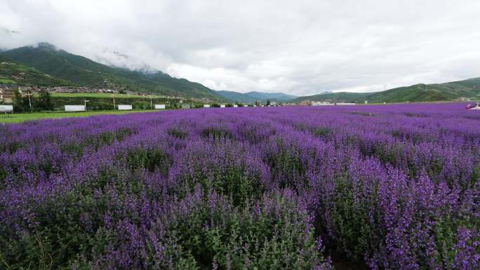 川主寺薰衣草基地