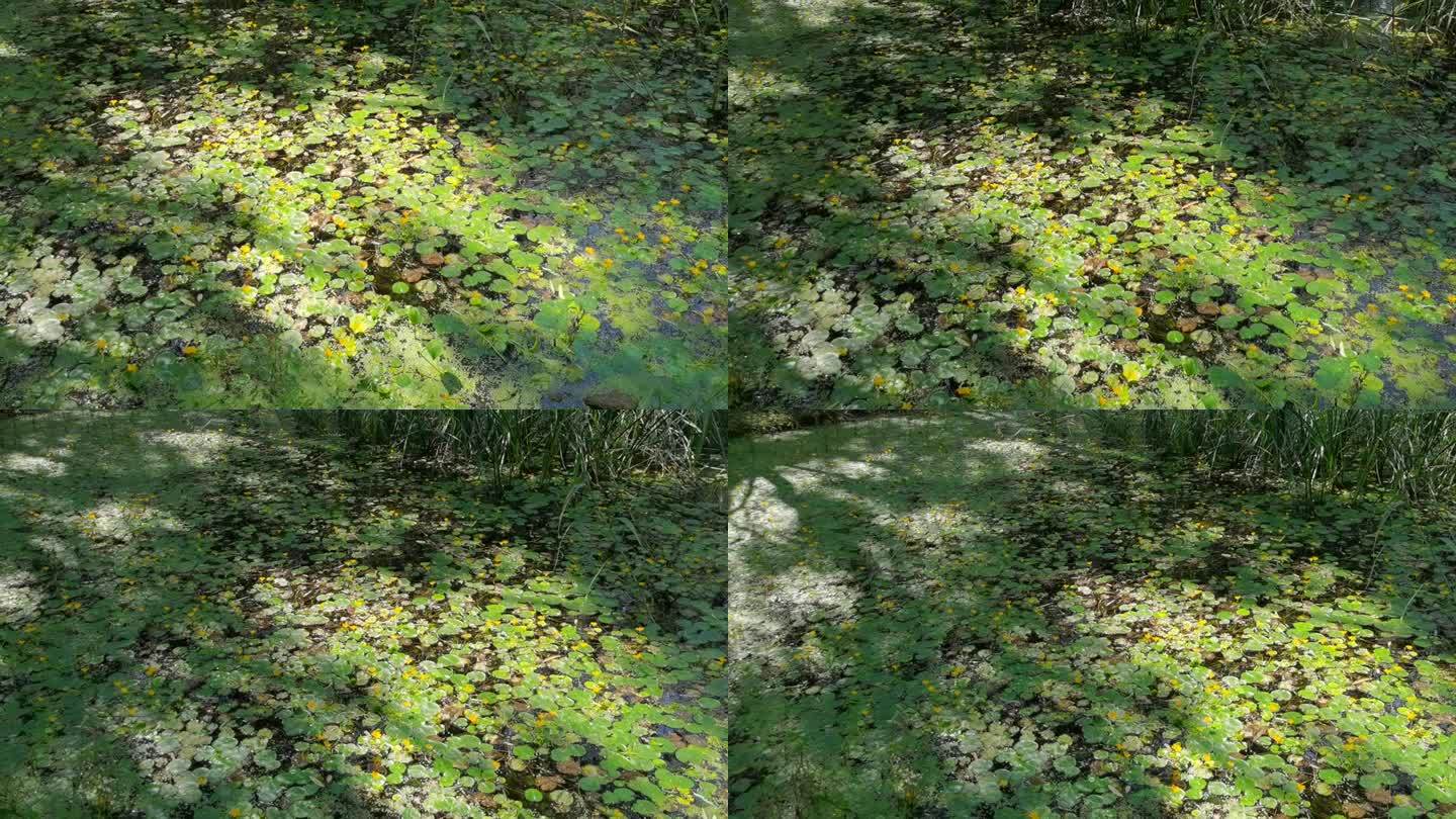 户外池塘荷塘荷叶绿色生态水中浮萍