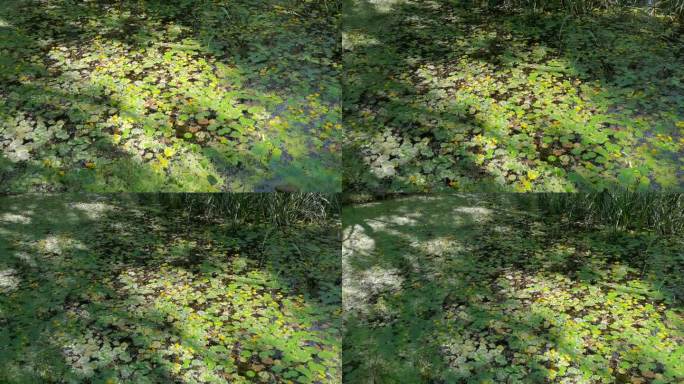 户外池塘荷塘荷叶绿色生态水中浮萍