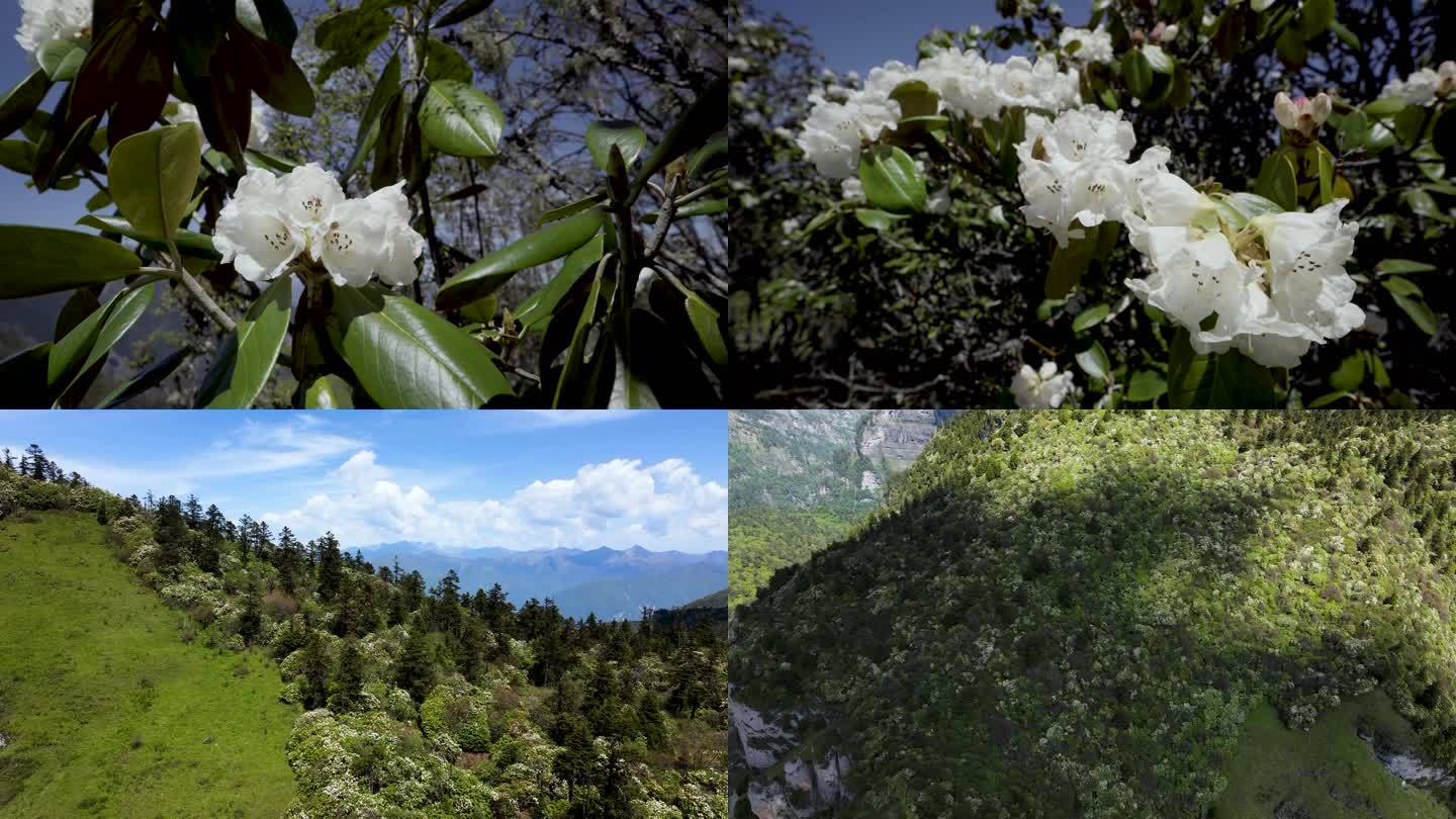 高山 杜鹃花