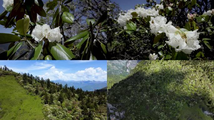 高山 杜鹃花