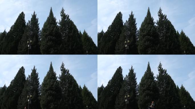 飞鸟从高大的松树树林林间飞过