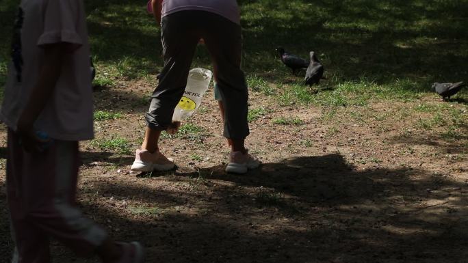 一群鸽子在公园草地上吃食小孩走来受惊飞走